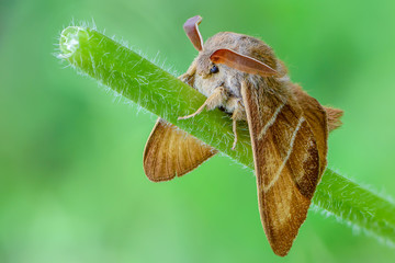 Large brown butterfly macrothylacia rubi sits on a green stalk of grass. © alex_1910