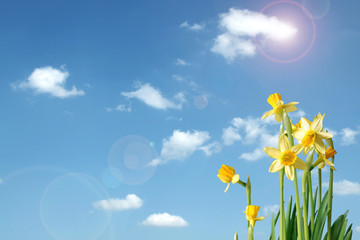 Fototapeta na wymiar daffodils and blue sky with copy space