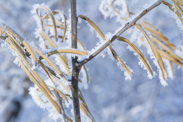Зимний морозный день на берегу реки. Природа Сибири. Winter frosty day on the river bank. Nature of Siberia. 