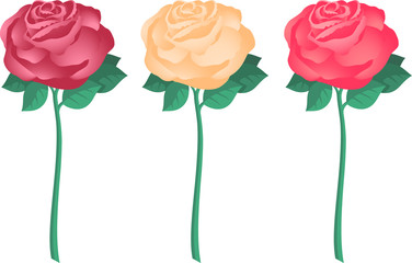 Three beautiful roses. Flowers with green leaves. Burgundy, beige and scarlet roses on a white background.