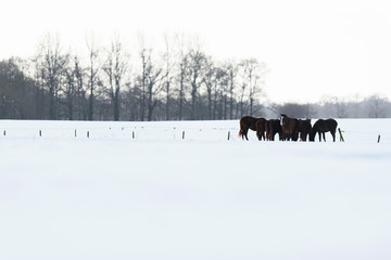 Herd of horses standing together in snow.