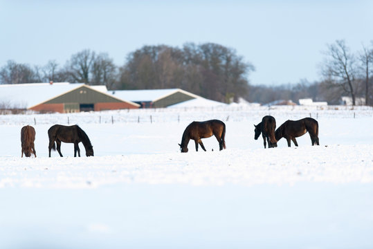 Horses grazing in snowy farmland. Geesteren. Achterhoek. Gelderland. The Netherlands.