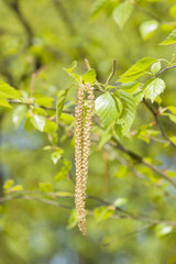 Birch blossom in springtime