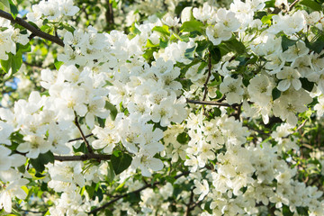 white apple flowers, russian spring