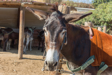 donkey portrait, farm, cyprus