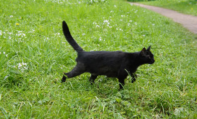 Funny black cat hunt in green grass