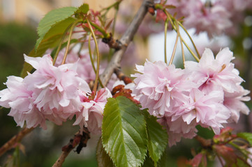 Branch of pink cherry sakura flowers 