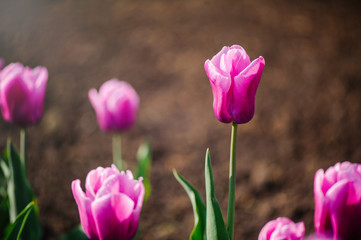 Fototapeta premium Close-up of pink tulips
