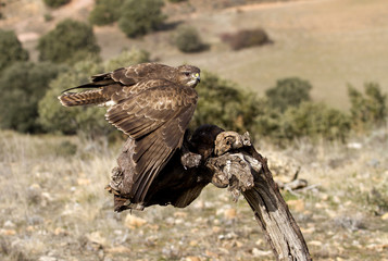 Common buzzard. Buteo buteo
