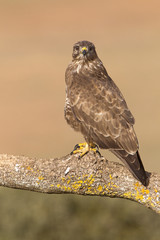 Common buzzard. Buteo buteo
