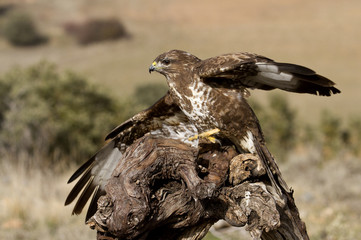 Common buzzard. Buteo buteo