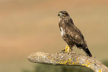 Common buzzard. Buteo buteo
