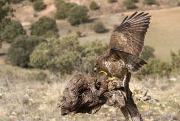 Common buzzard. Buteo buteo