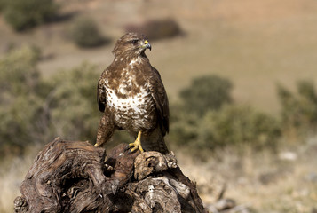 Common buzzard. Buteo buteo