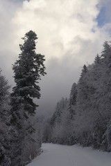 Forets vosgiennes en hiver