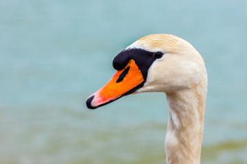 Obraz premium Portrait of swan swimming in the lake