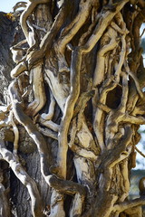 baum parasit stütze