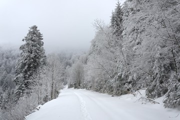 Forets vosgiennes en hiver