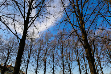 View of the sky in a park