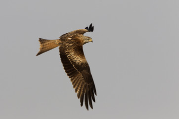 Adlult of Red kite fying. Milvus milvus.