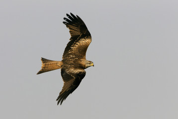 Adlult of Red kite fying. Milvus milvus.