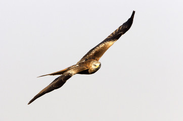 Fototapeta premium Adlult of Red kite fying. Milvus milvus.