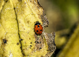 Ladybirds on head of a sun-flower, Austria, Lower Austria, Weinv