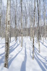 冬のブナ林