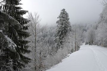 Forets vosgiennes en hiver