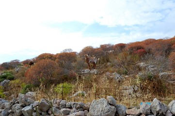 Folegandros - tiny rocky Cycladic island/ fertile soil is very small. Almost no water. Agricultural...
