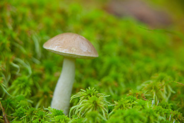 beautiful cap boletus growing in forest
