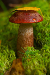 beautiful cap boletus growing in forest