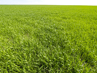 Obraz premium Fields until horizon, Austria, Lower Austria, Mostviertel