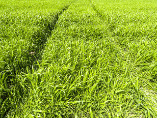 Tracks in the field, Austria, Lower Austria, Mostviertel