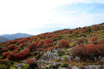 Folegandros - tiny rocky Cycladic island/ fertile soil is very small. Almost no water. Agricultural...