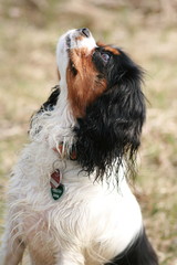 Cavalier King Charles Spanie