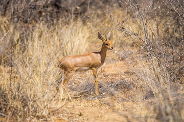 Male steenbok antelope (Raphicerus campestris) standing in african bush. Etosha National Park, Namibia, Africa.
