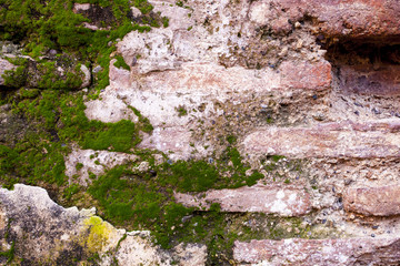 Old bricks and moss background