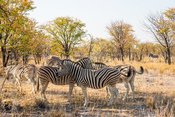 Fototapeta na wymiar Plains (Burchells) Zebras (Equus burchelli) standing under autumn trees in african bush. Etosha National Park, Namibia