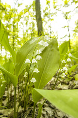 Lily of the valley, Austria, Lower Austria, Waldviertel, Kamp va