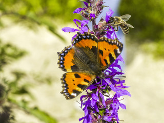 Butterfly park, butterfly and bee on flower, Austria, Lower Aust