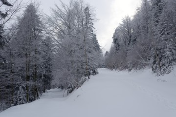 Forets vosgiennes en hiver