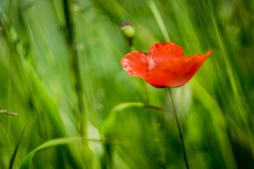 Fototapeta premium Close up poppy