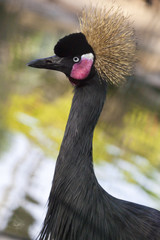 Fototapeta premium Black crowned crane in Africa