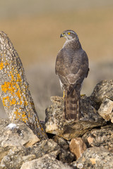 Two years old male of Northern goshawk. Accipiter gentilis