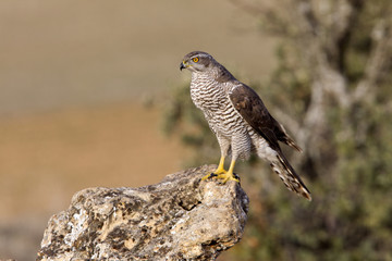 Two years old male of Northern goshawk. Accipiter gentilis