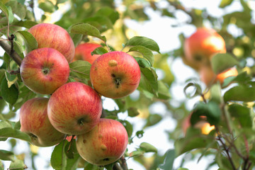 tankers red ripe apples on the tree.