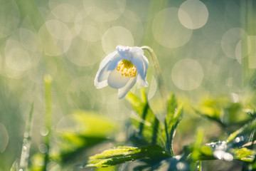 White anemone and beautiful bokeh