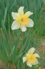 Obraz premium 水仙 