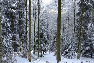 Forets vosgiennes en hiver